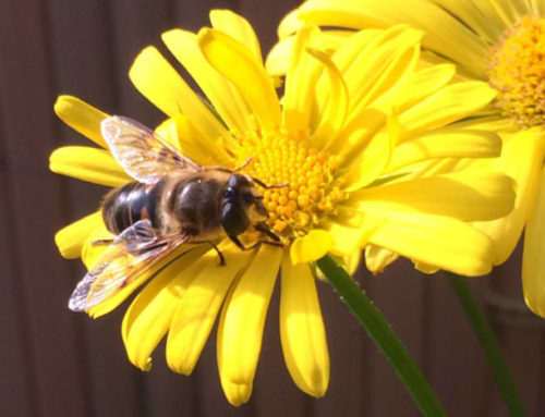 Die Biene und das Online Marketing